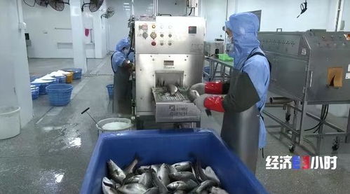 珠海打造“年魚之都” 預(yù)制菜產(chǎn)業(yè)年產(chǎn)值超1.5億元，紡織業(yè)協(xié)同發(fā)展